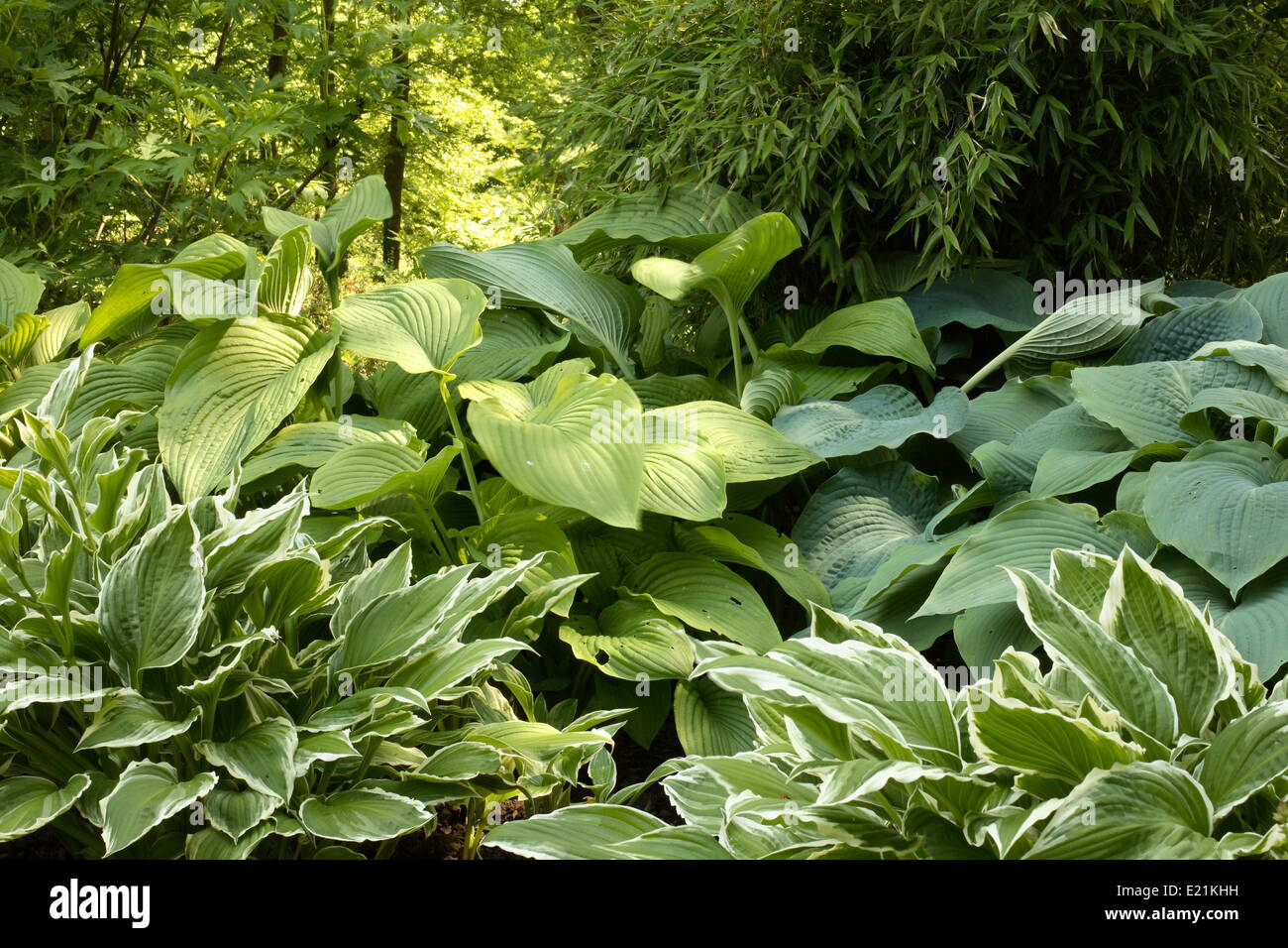 Hosta Stock Photo