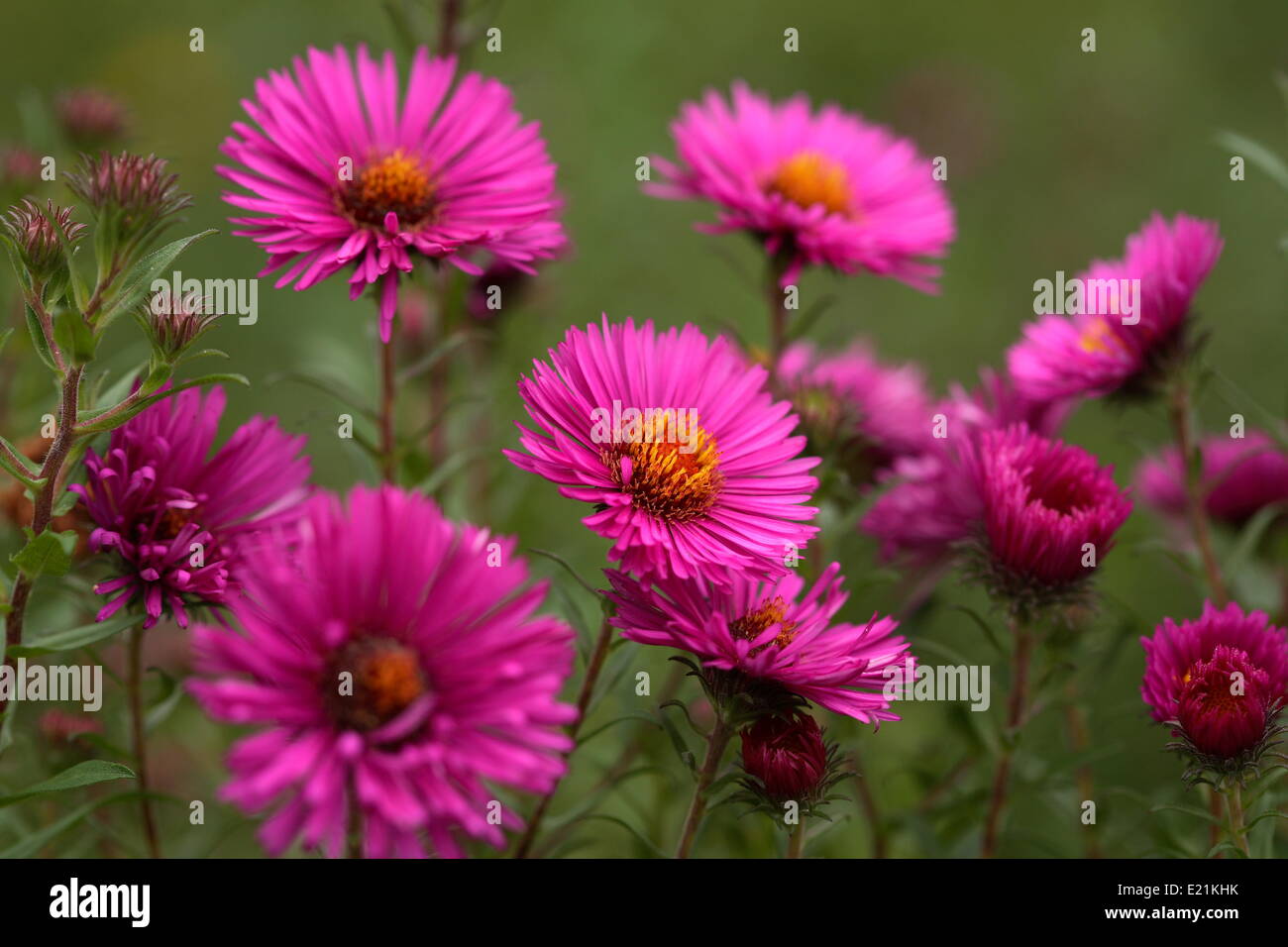 New England Aster 'Andenken an Paul Gerber' Stock Photo