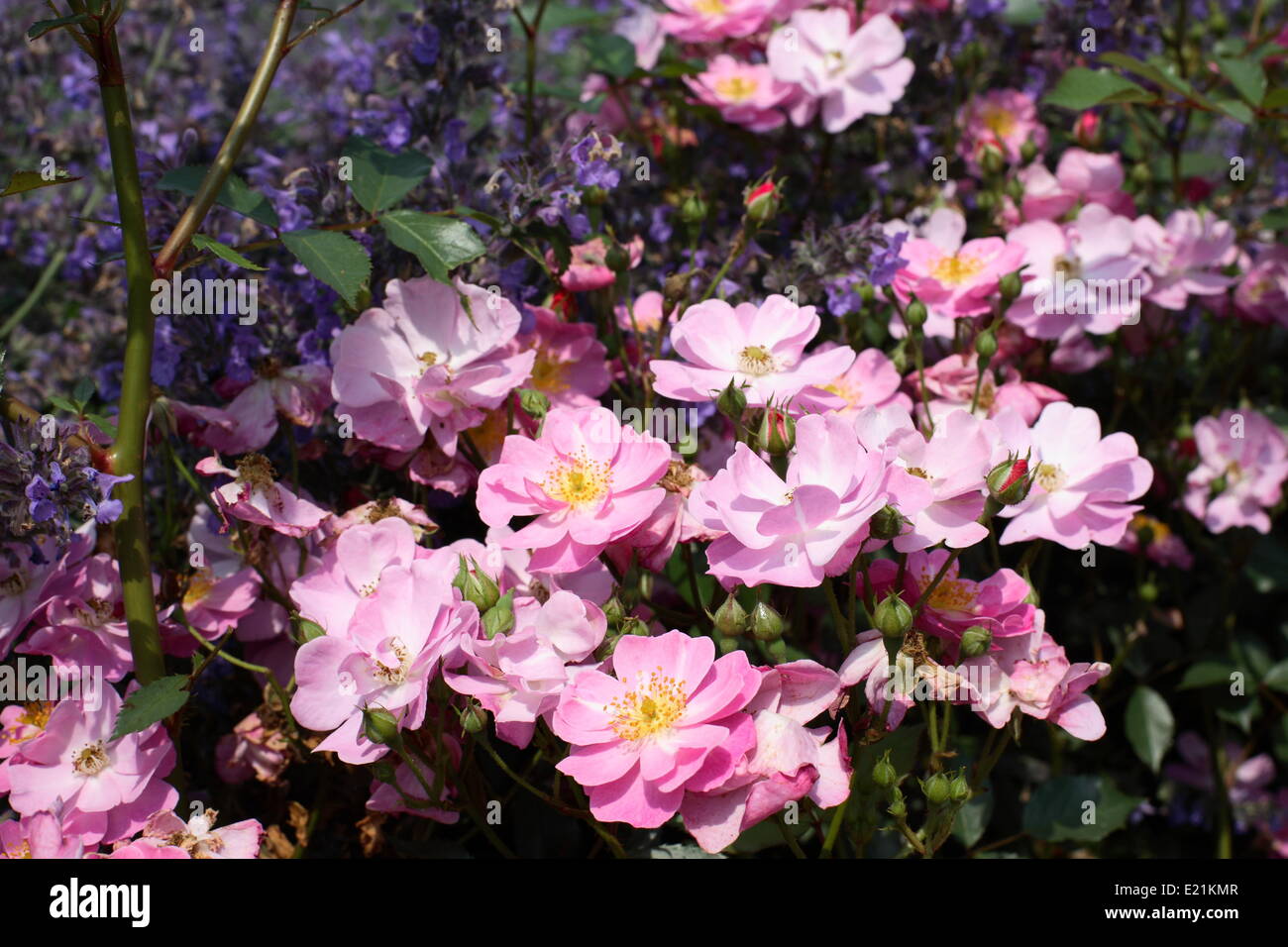 Rose and lavender flower bed hires stock photography and images Alamy