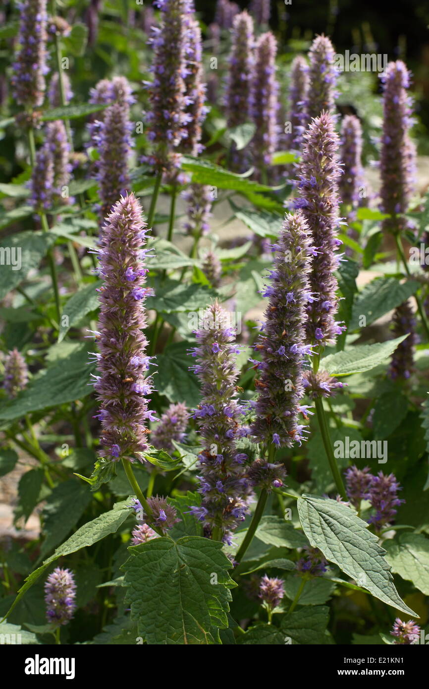Fragrant giant hyssop hires stock photography and images Alamy