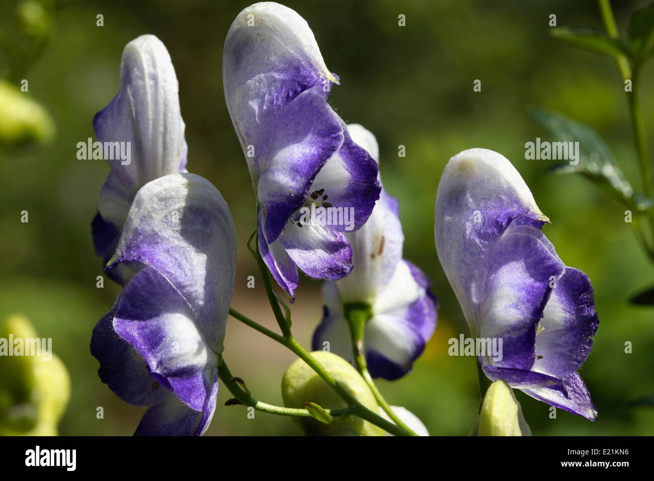 Monkshood - Aconitum x cammarum 'Bicolor' Stock Photo