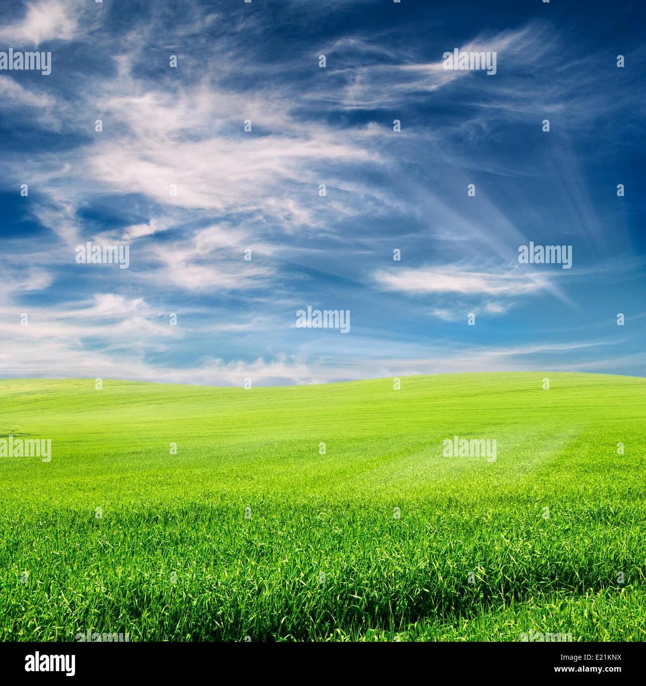 field over cloudy blue sky Stock Photo - Alamy