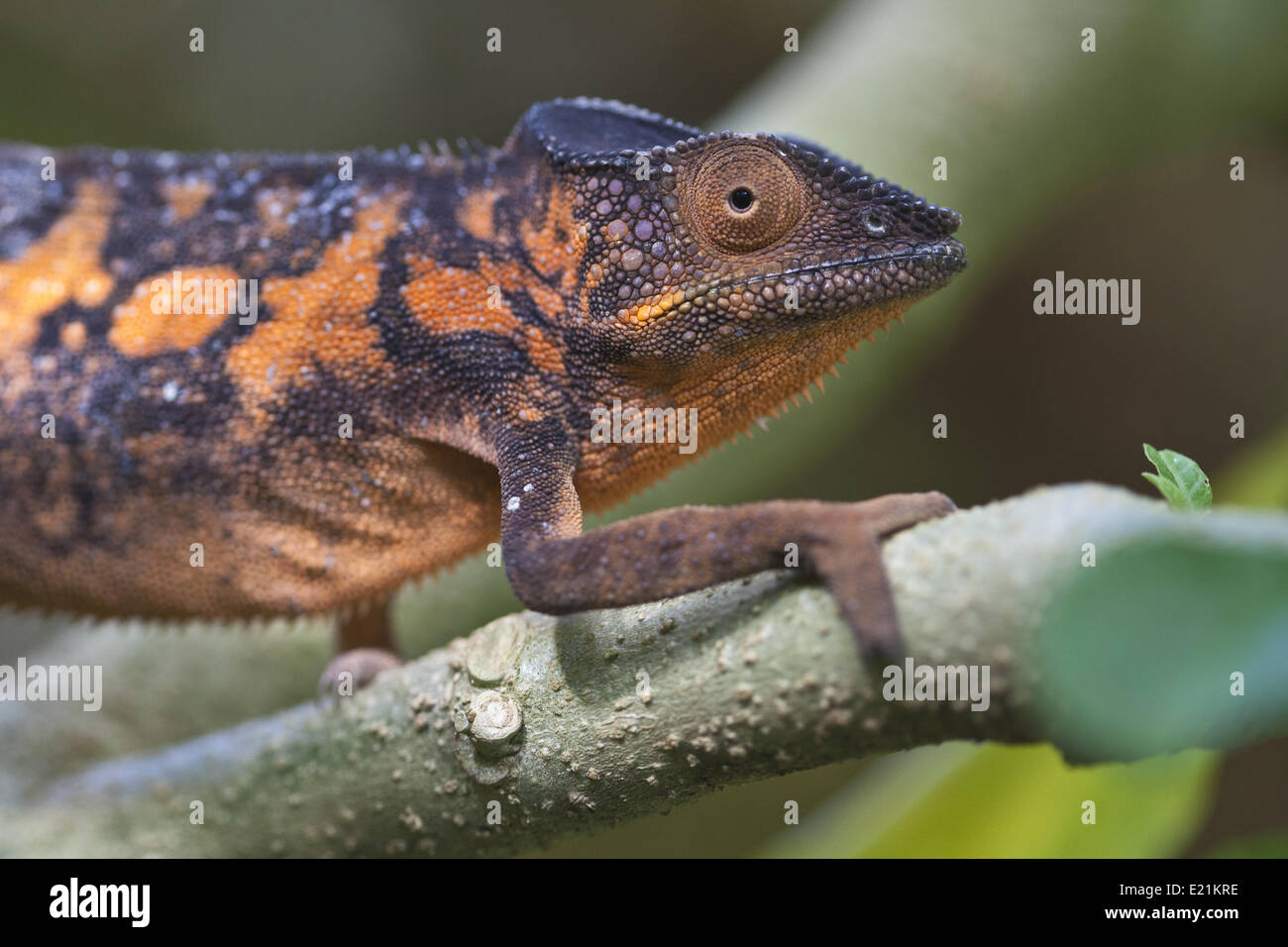Female Panther Chameleon Madagascar High Resolution Stock Photography Female Panther Chameleon Madagascar High Resolution Stock Photography