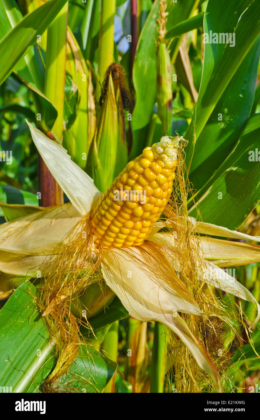 corn on the cob Stock Photo Alamy