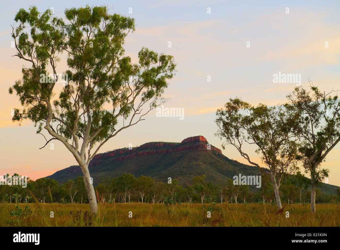 A regular Kimberley scene, seen at dusk - eucalyptus trees and geologic outcrop, near Kununurra, Western Australia Stock Photo