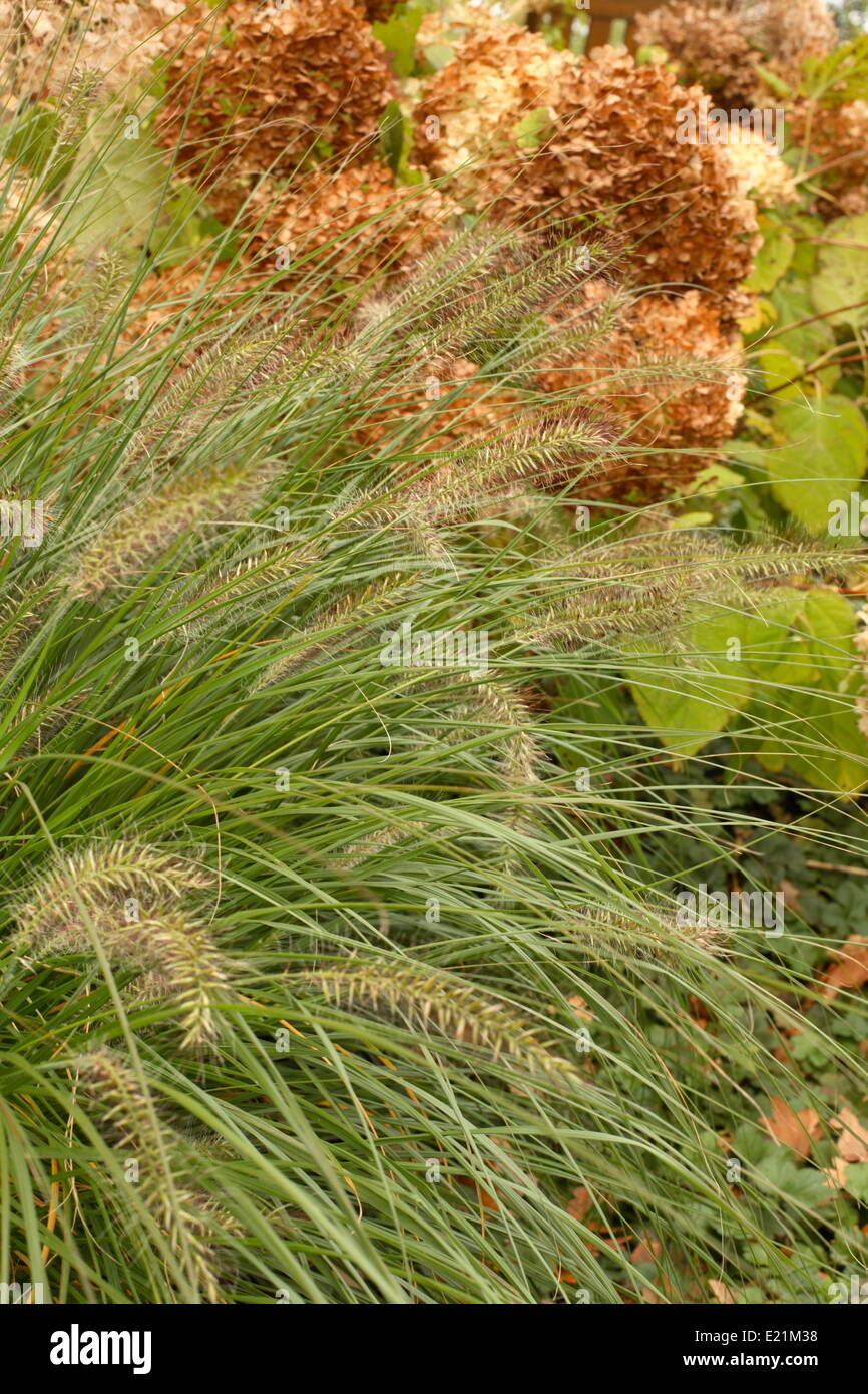 Chinese fountaingrass - Pennisetum Stock Photo