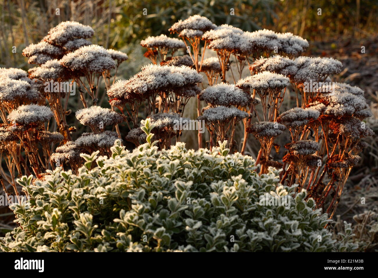 Stonecrop - Sedum telephium 'Autumn Joy' Stock Photo