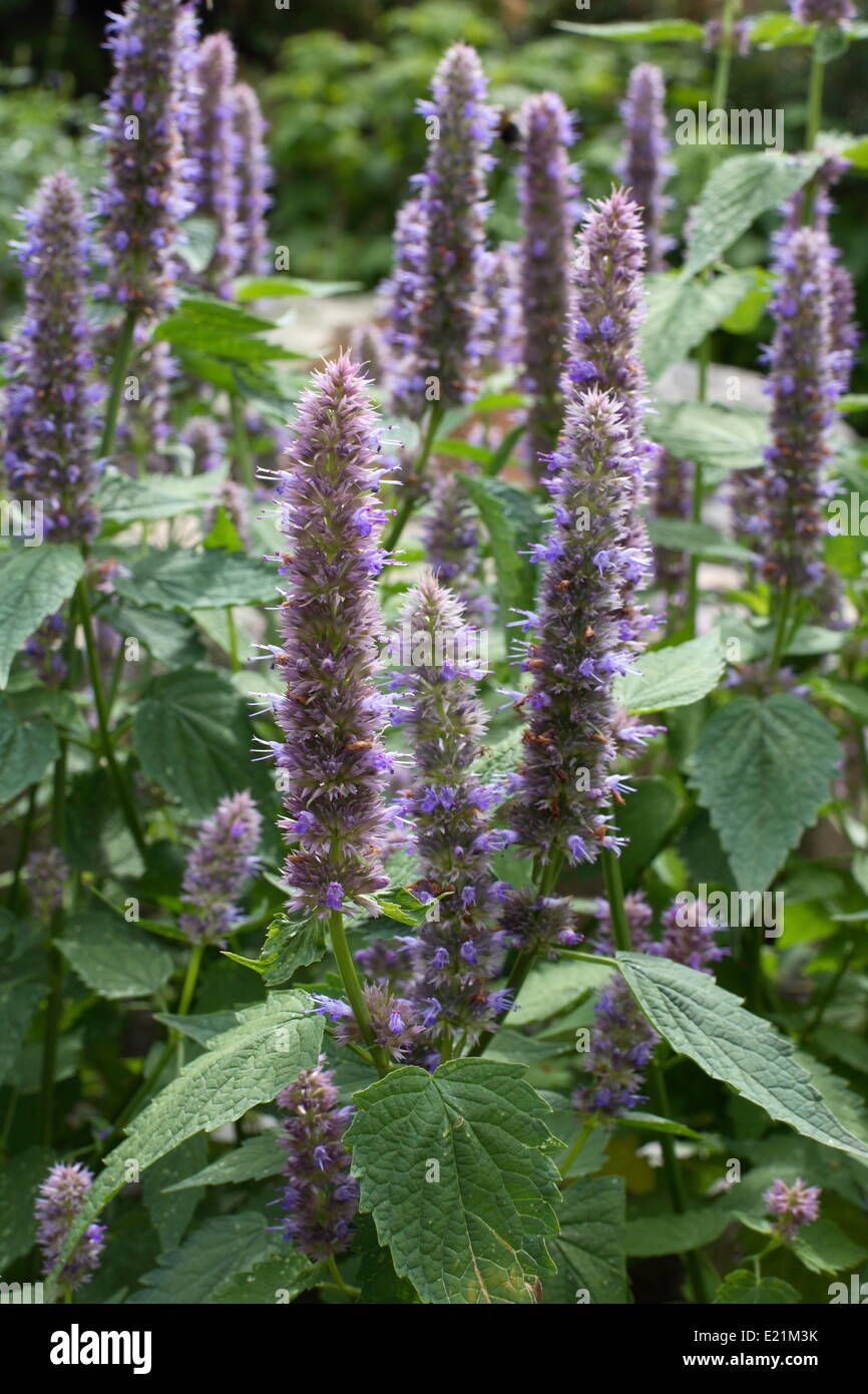 Anise hyssop Agastache foeniculum Stock Photo Alamy