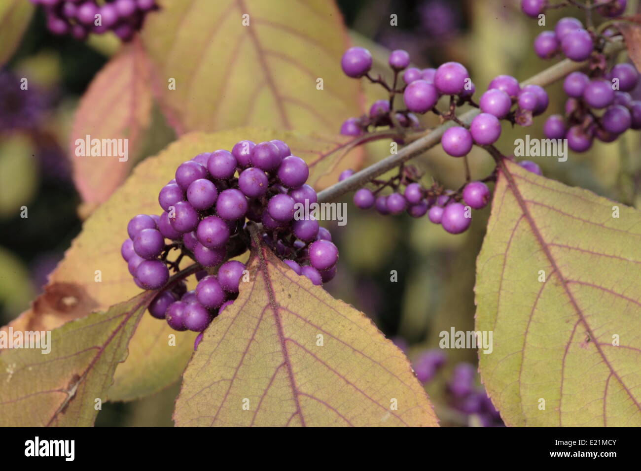 Beautyberry - Callicarpa bodinieri 'Profusion' Stock Photo