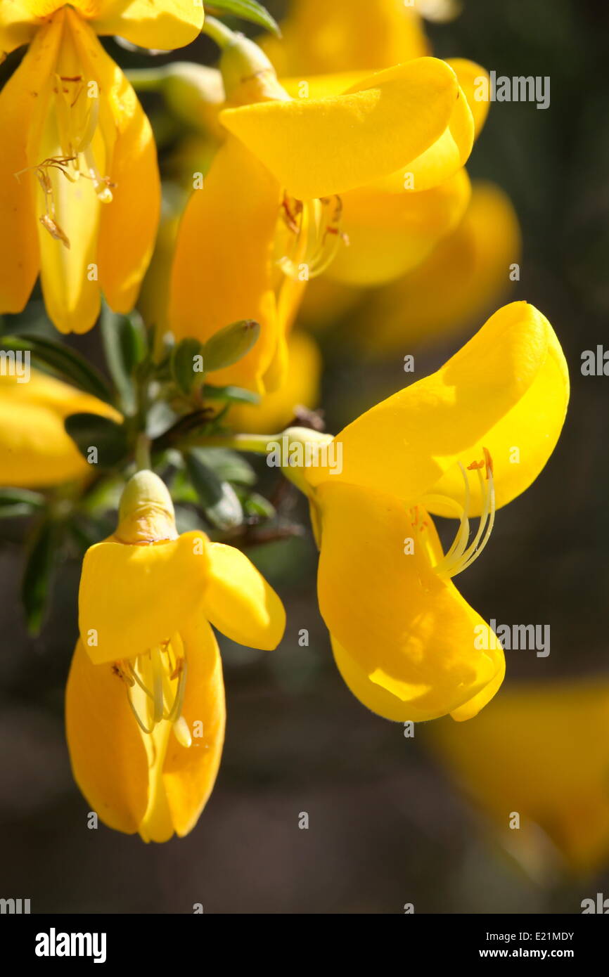 English broom hires stock photography and images Alamy