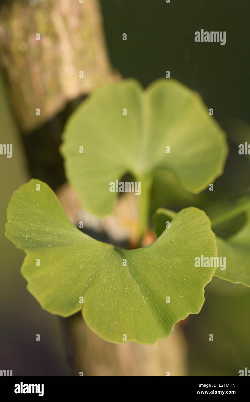 Ginkgo biloba - maidenhair tree Stock Photo