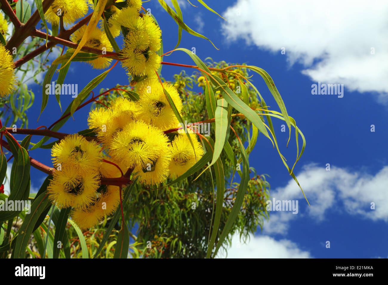 Illyarrie or Red-capped gum displaying yellow flowers in Fremantle, Western Australia. Stock Photo