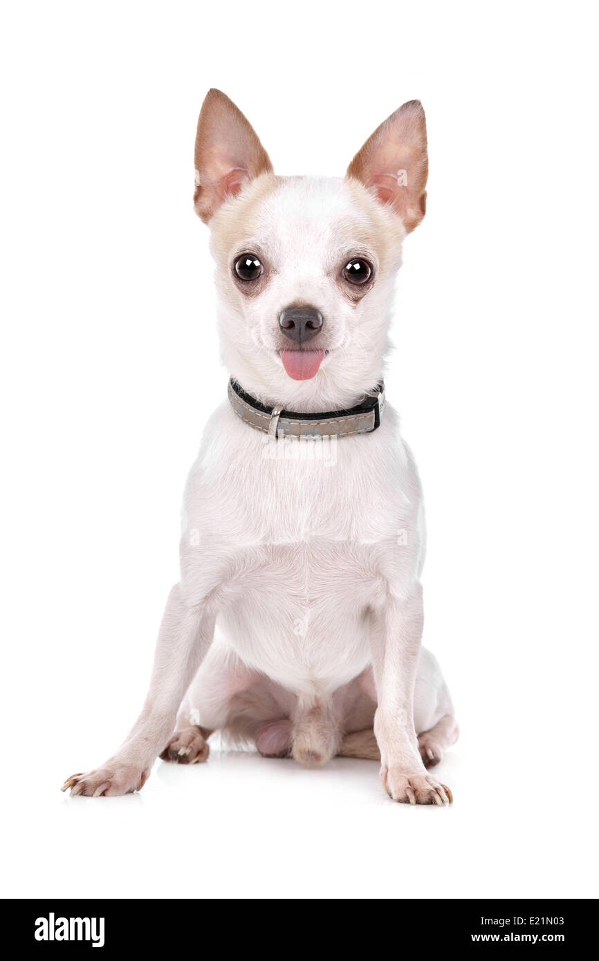 Chiens chihuahua hi-res stock photography and images - Alamy