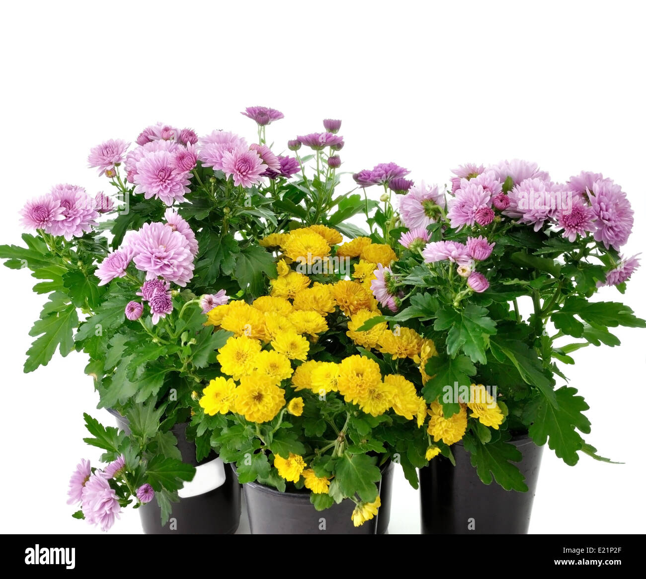chrysanthemum flowers Stock Photo