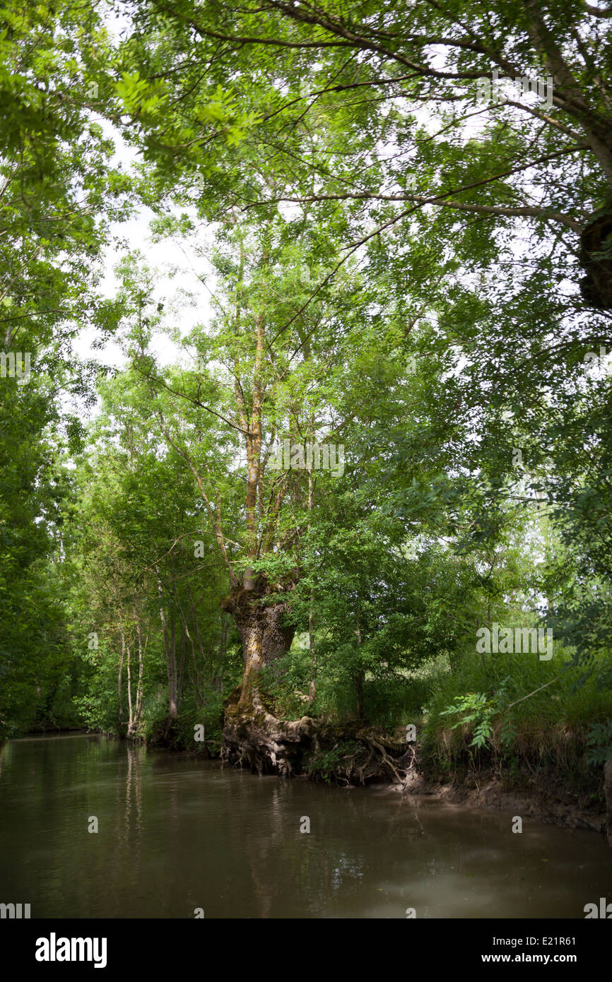 Ash tree root hires stock photography and images Alamy