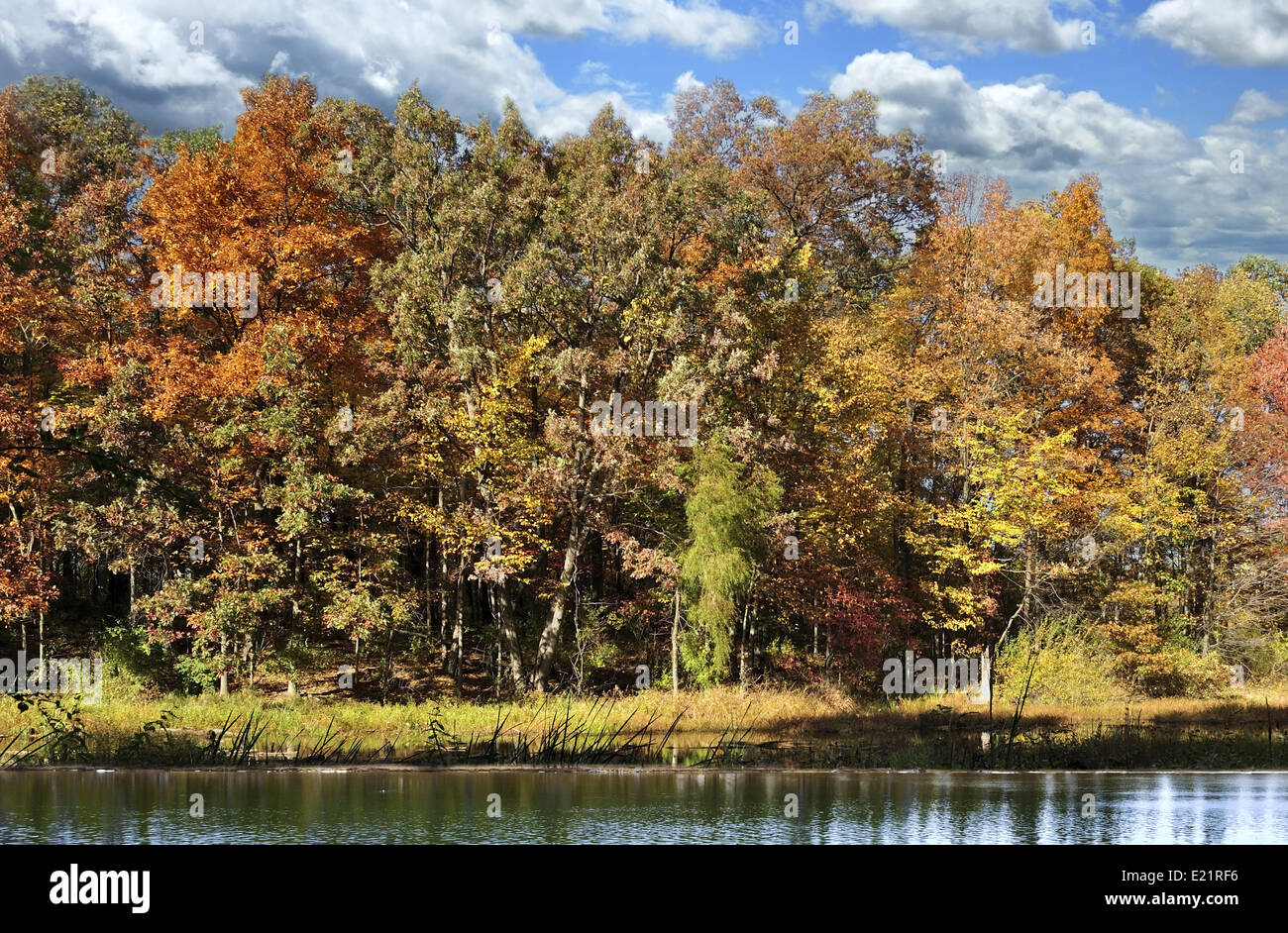 autumn forest by the lake Stock Photo - Alamy