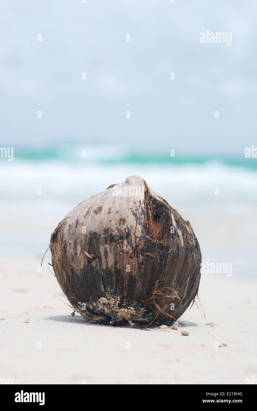 Coconut on beach Stock Photo Alamy