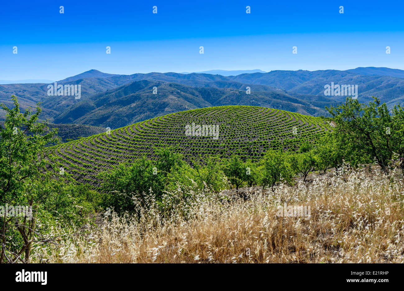 View of Vines growing in the Alpujarras Mountains Granada Province Spain Stock Photo