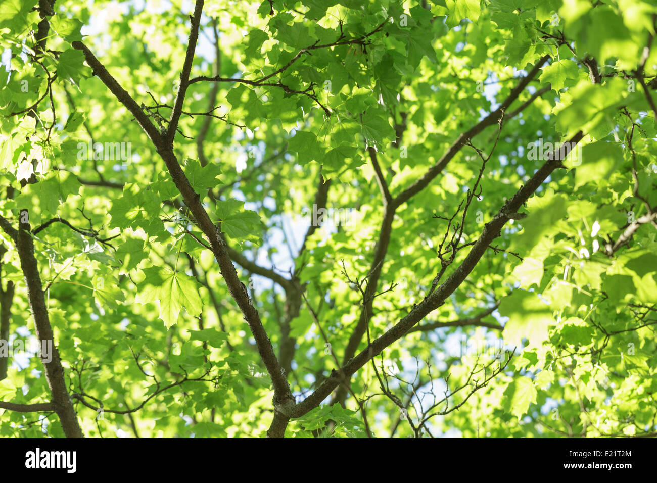 low angle photo of maple tree, summer time Stock Photo - Alamy