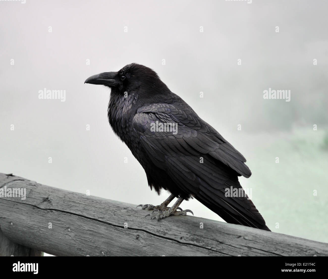 black raven Stock Photo