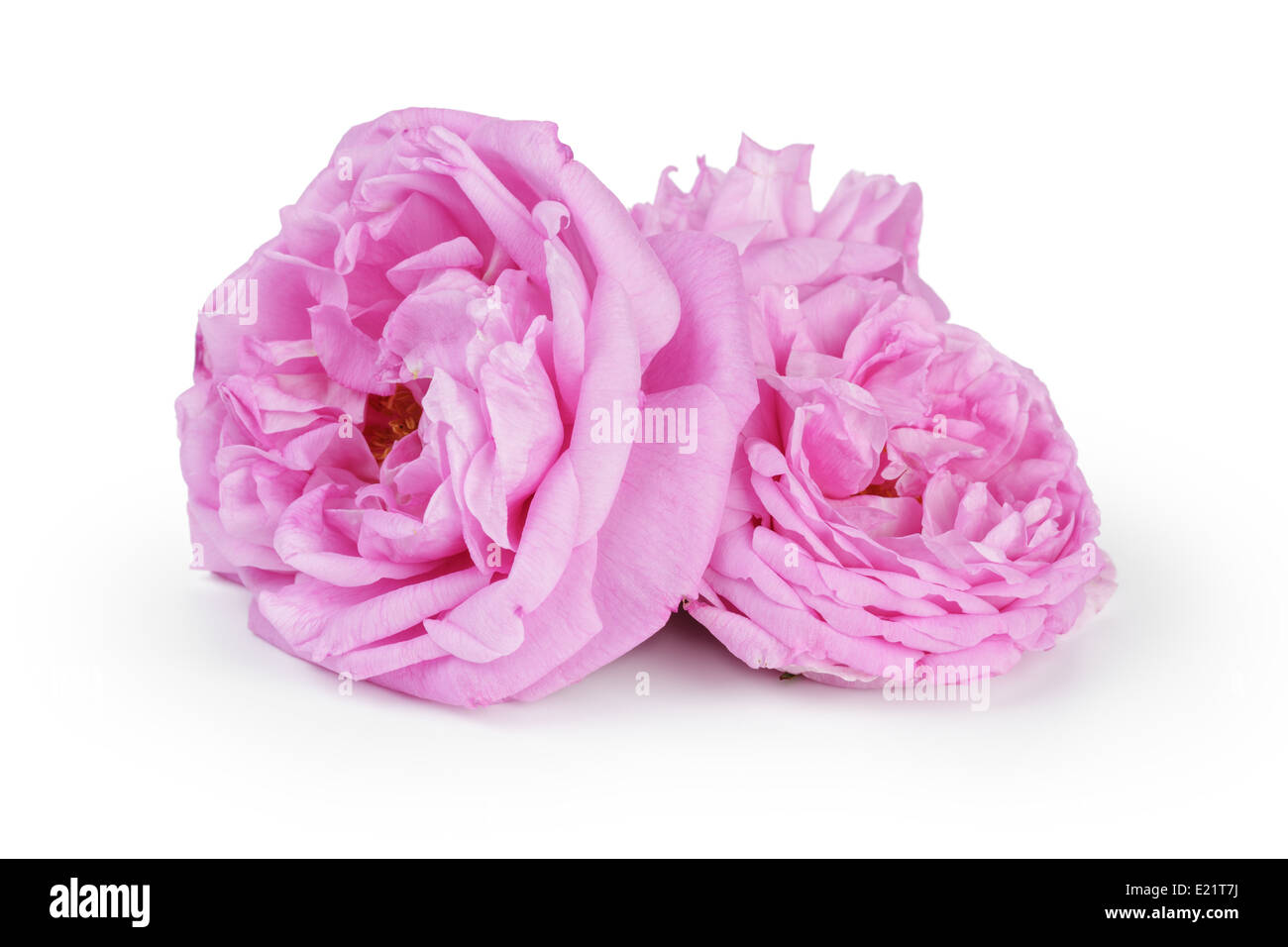 pink rose flowers, isolated on white background Stock Photo - Alamy