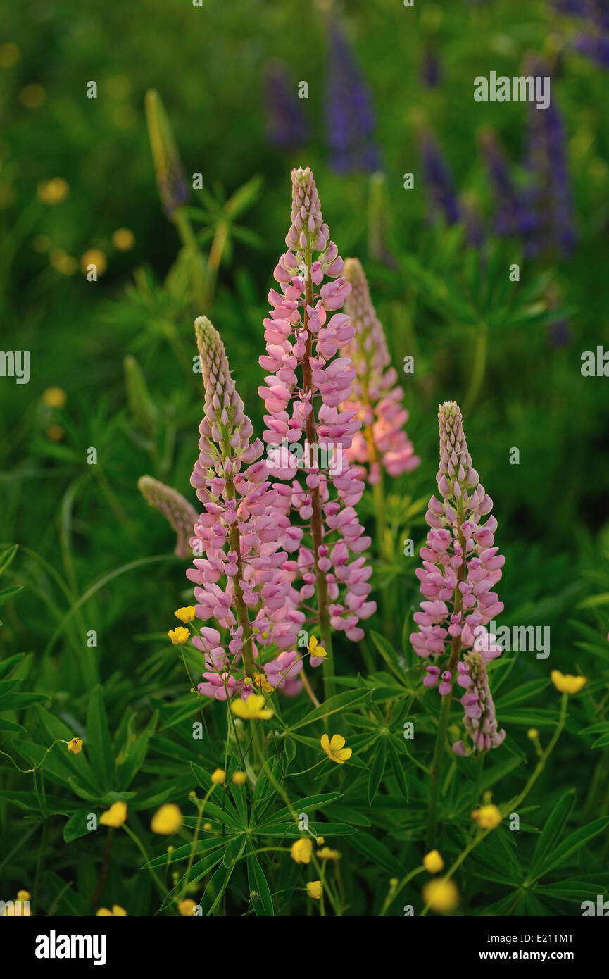 Lupin flowers in evenings lights of sun. Stock Photo
