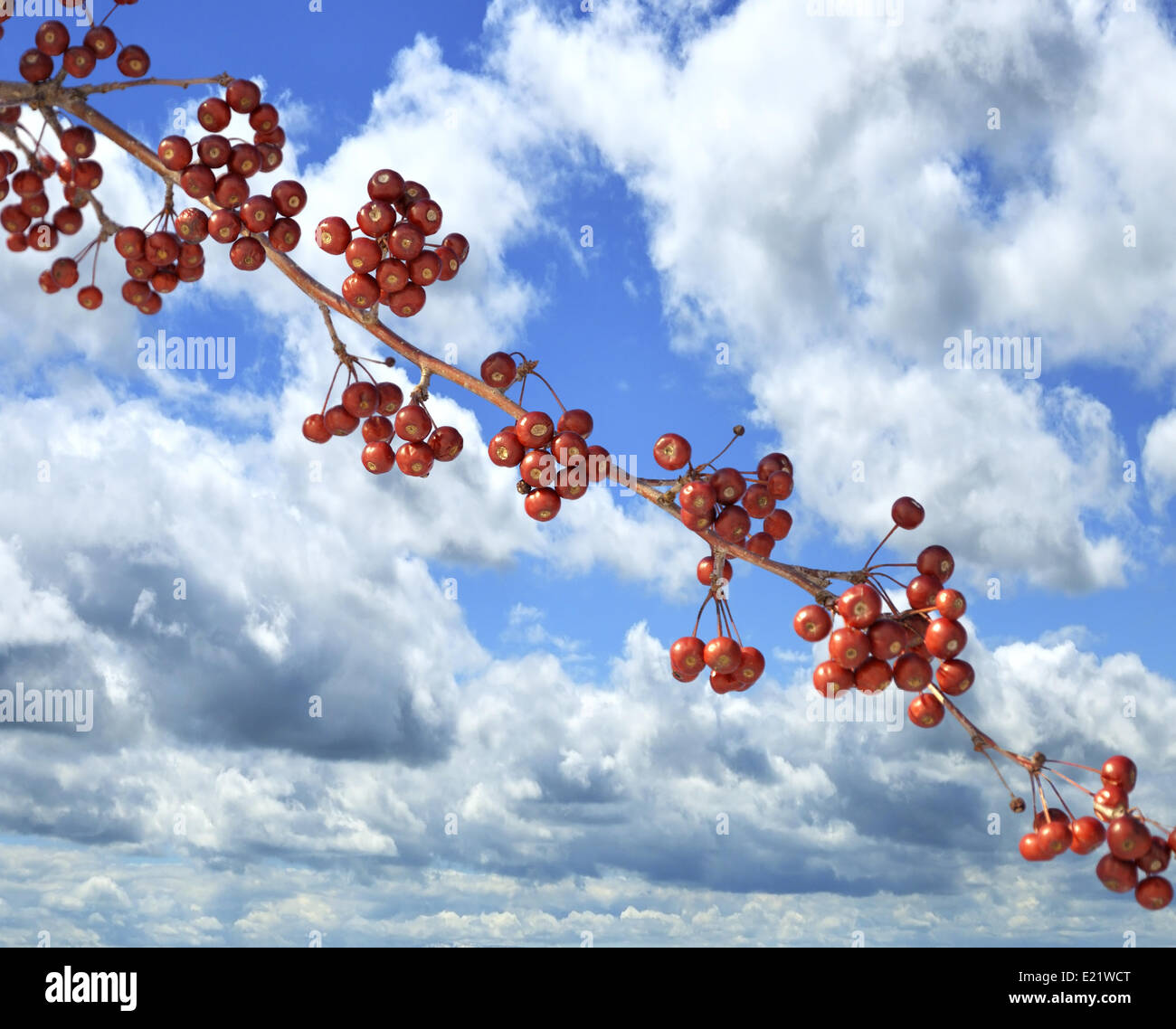 Winter berries sky hi-res stock photography and images - Alamy
