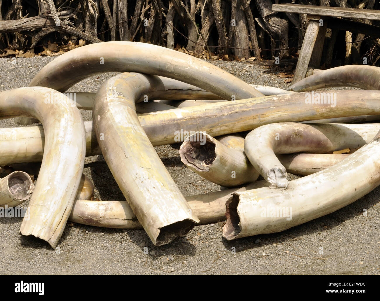 Ivory Tusks Stock Photo