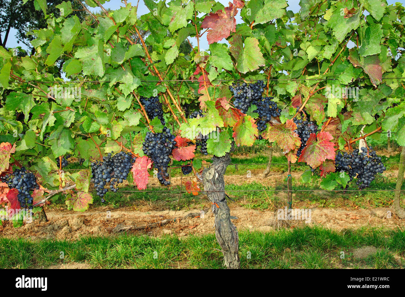 Blaufrankisch burgenland hires stock photography and images Alamy