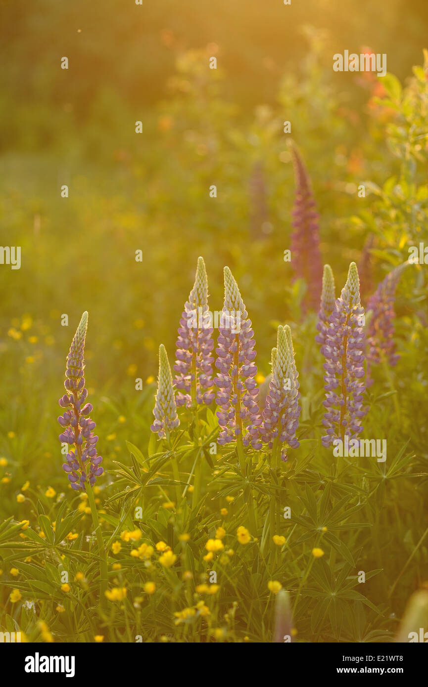 Lupin flowers in evenings lights of sun Stock Photo Alamy