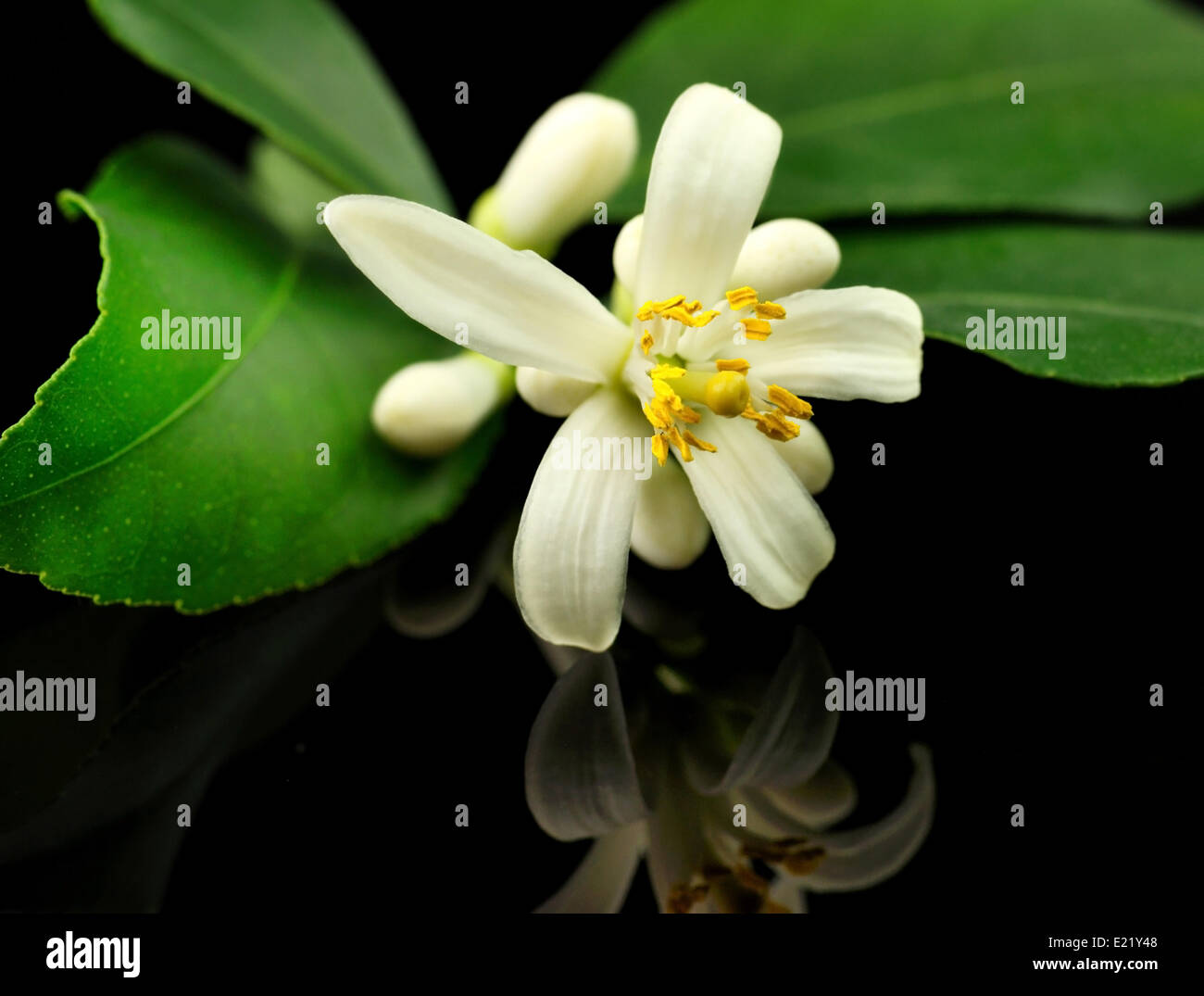 Lemon tree flowers hires stock photography and images Alamy