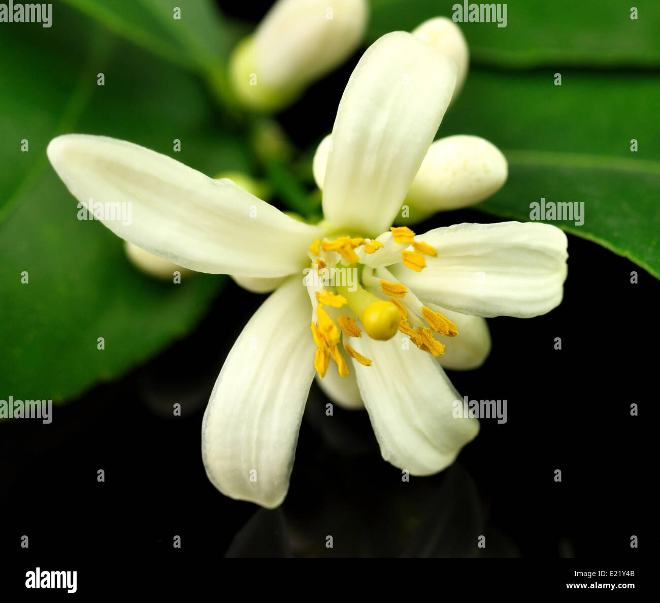Lemon tree flowers hires stock photography and images Alamy