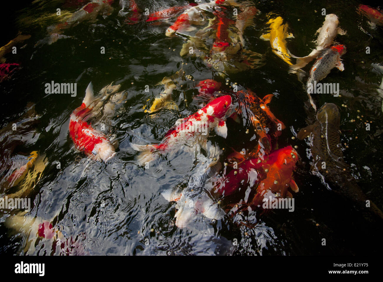 Lots of colorful Koi in the pond Stock Photo