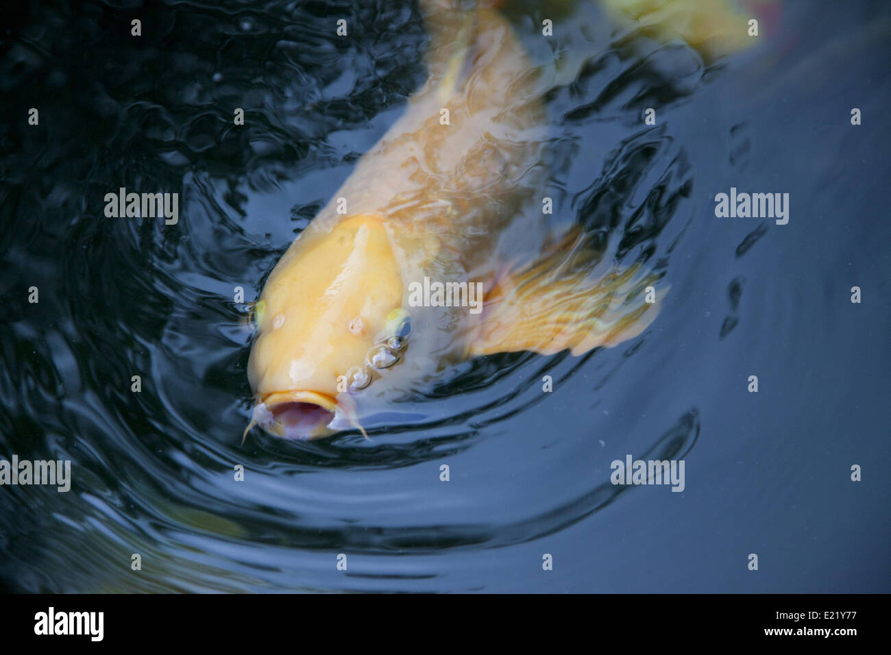 A koi in a pond Stock Photo