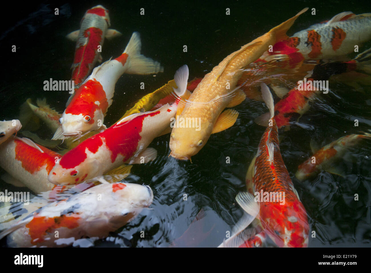 Many colorful koi carp in the water Stock Photo