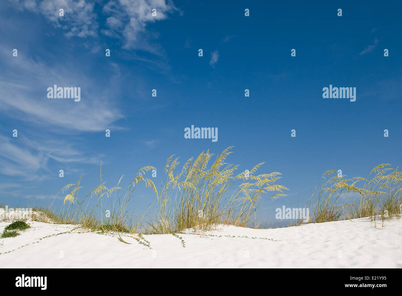 Beach Sand Dune With Grasses And Cane Stock Photo - Alamy