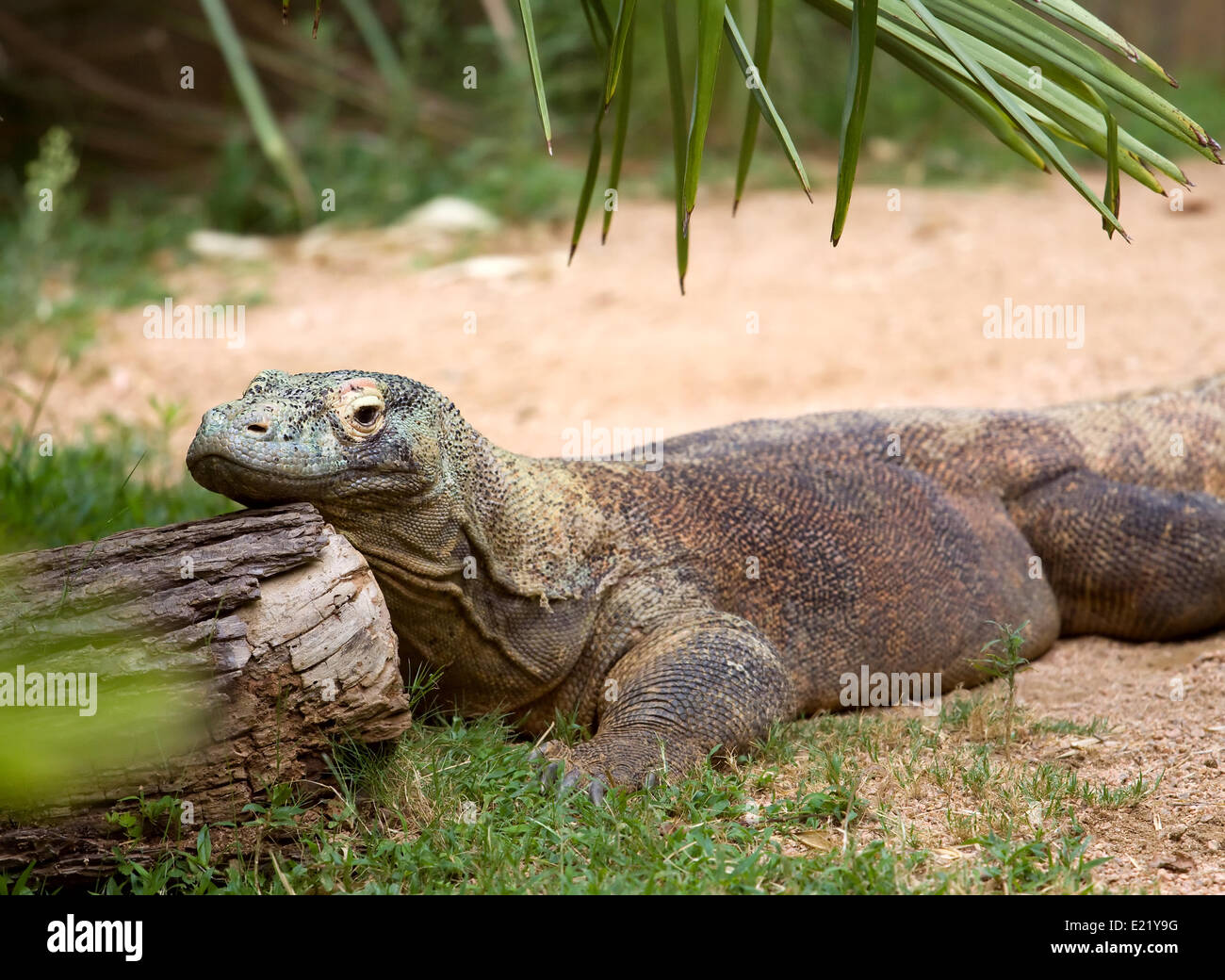 Green monitor lizard hires stock photography and images Alamy