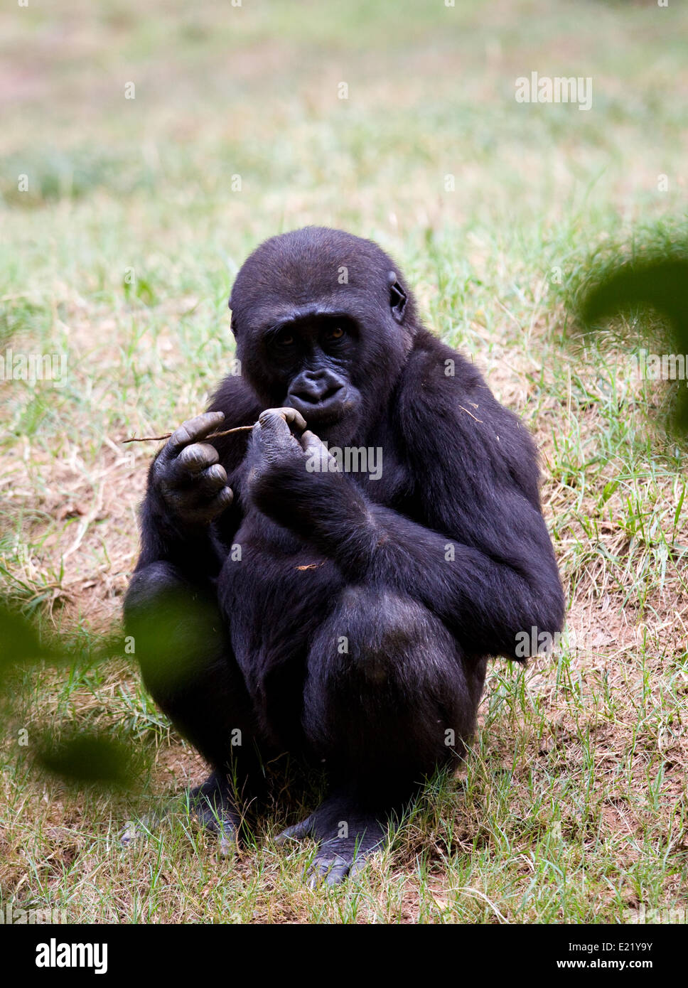 chimpanzee hand gestures chimpanzee hand gestures