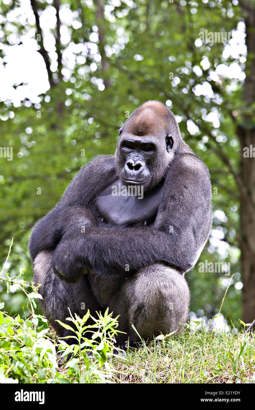 Male silverback gorilla Stock Photo - Alamy
