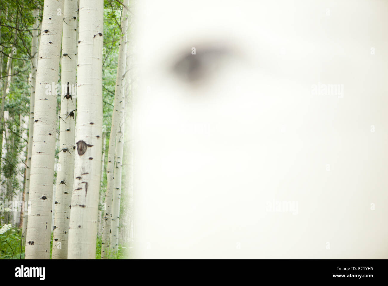 birch-tree-in-aspen-usa-stock-photo-alamy