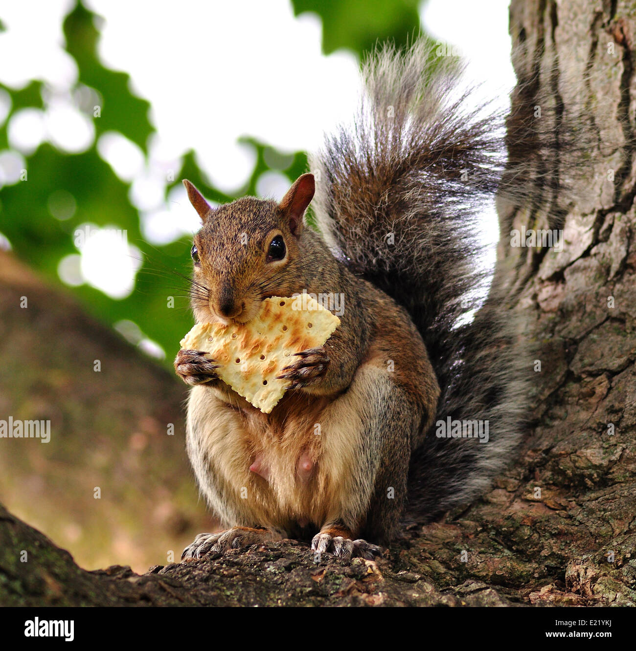 Do Squirrels Eat Crackers? Uncovering the Surprising Truth