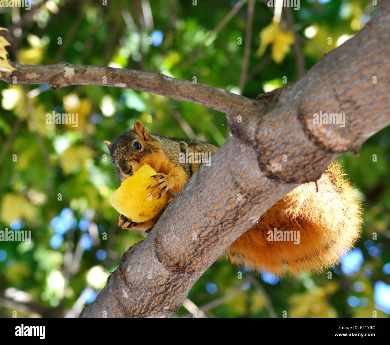 squirrel eating apple Stock Photo Alamy