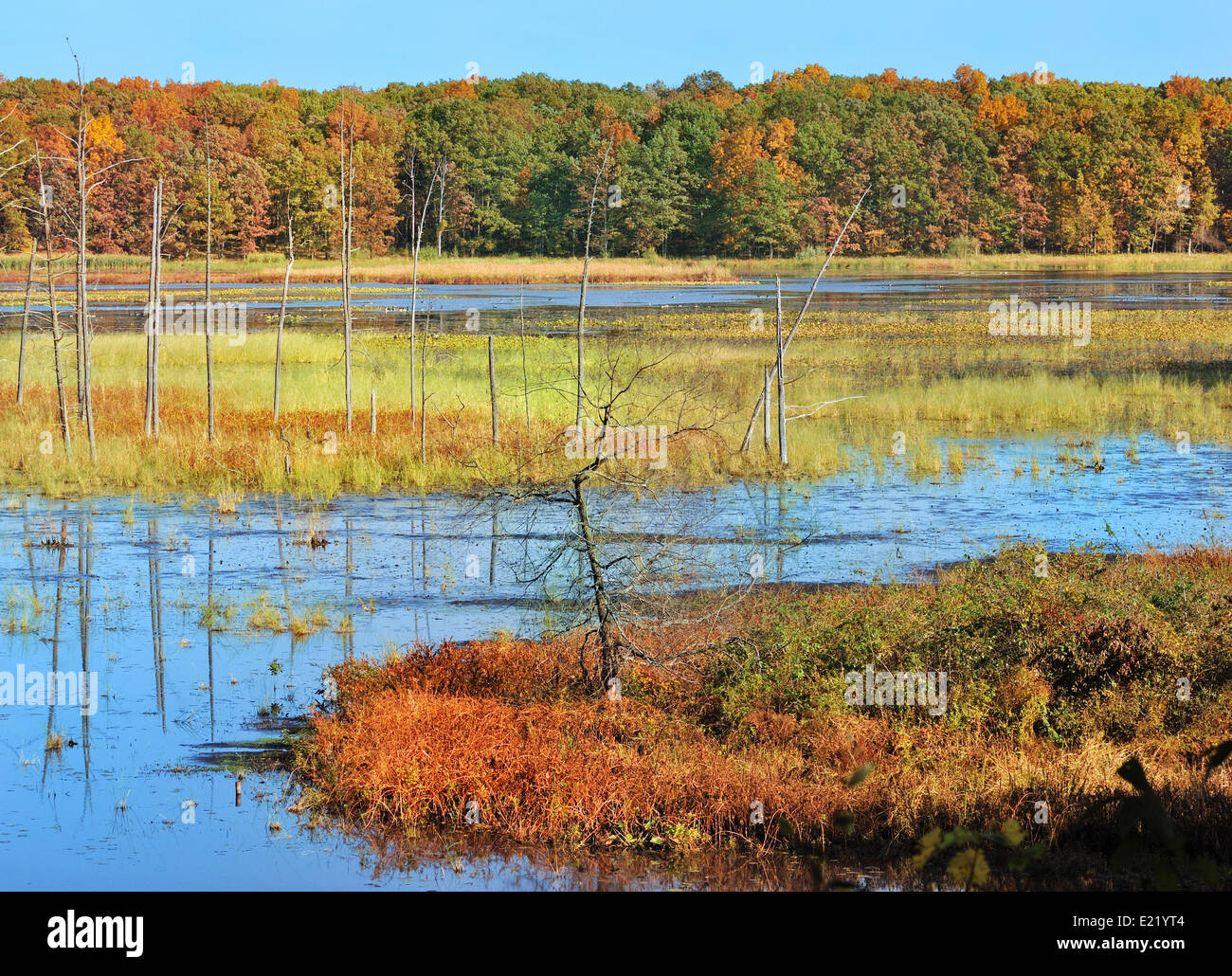Autumn forest on the lake Stock Photo - Alamy