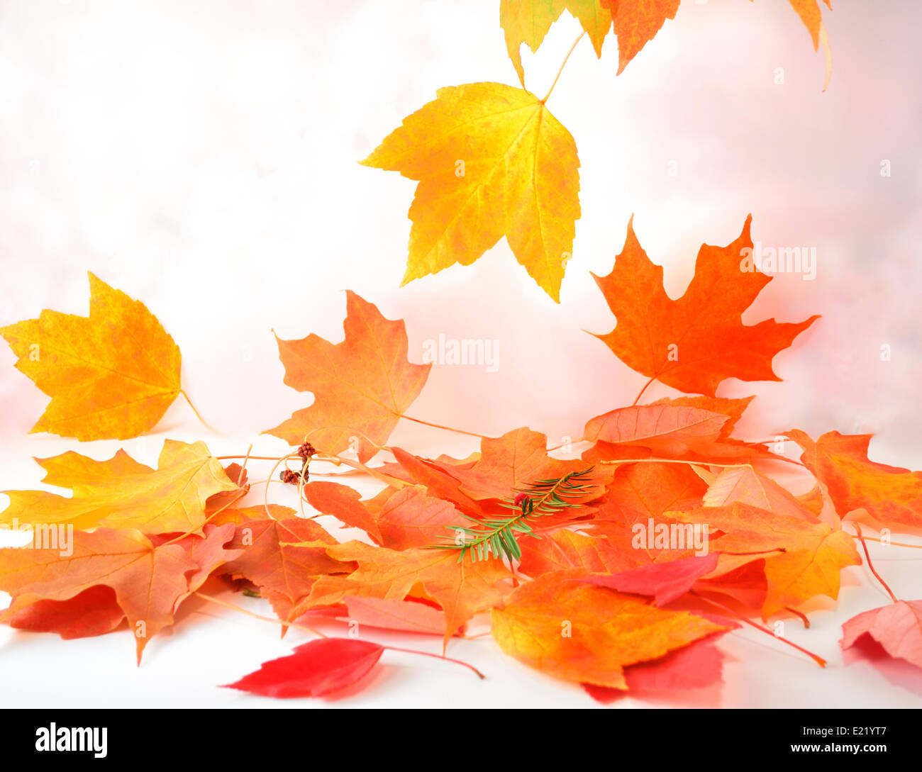 Colorful leaves hi-res stock photography and images - Alamy