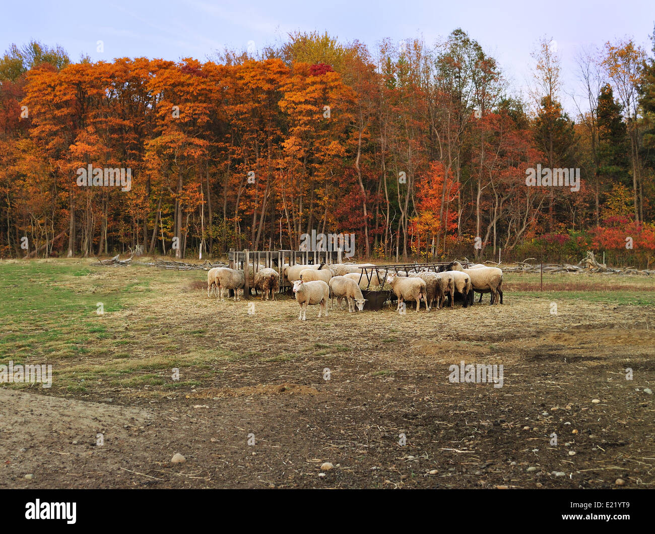autumn in a sheep farm Stock Photo