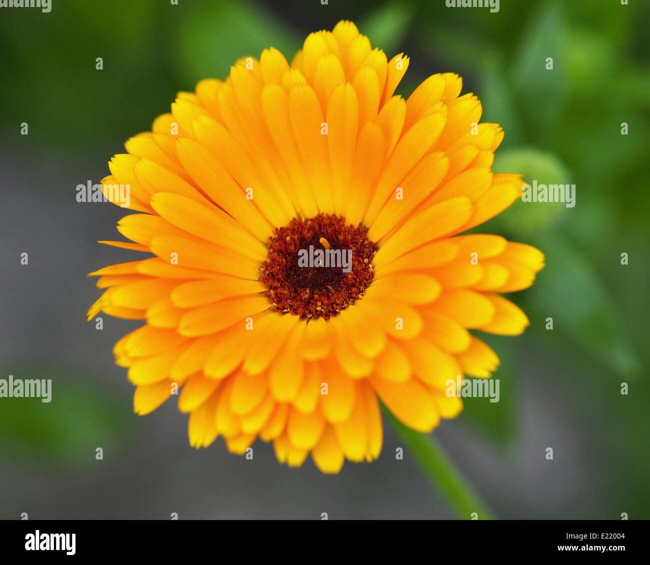 Calendula border hi-res stock photography and images - Alamy
