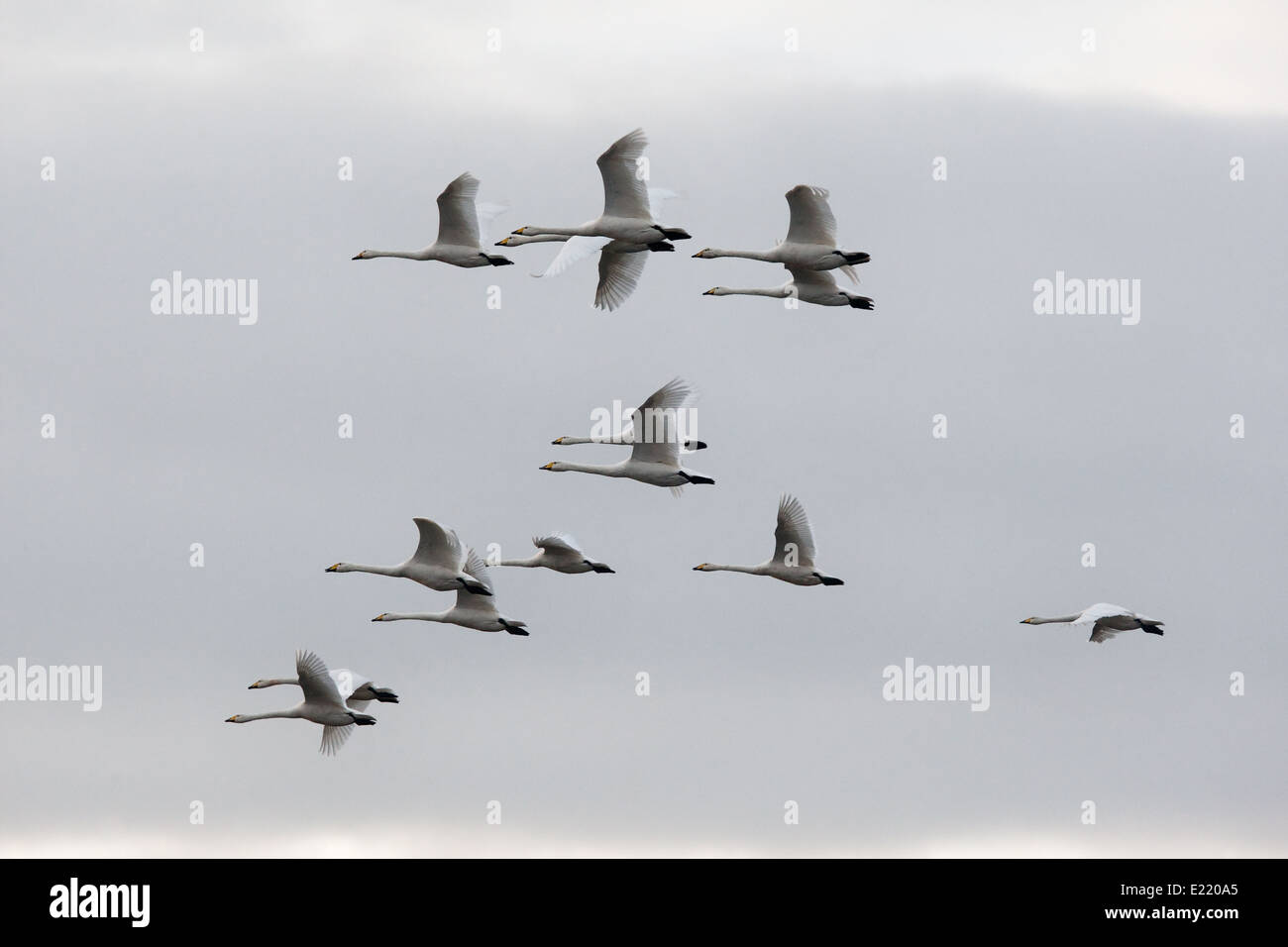 Mute Swans in flight Stock Photo Alamy