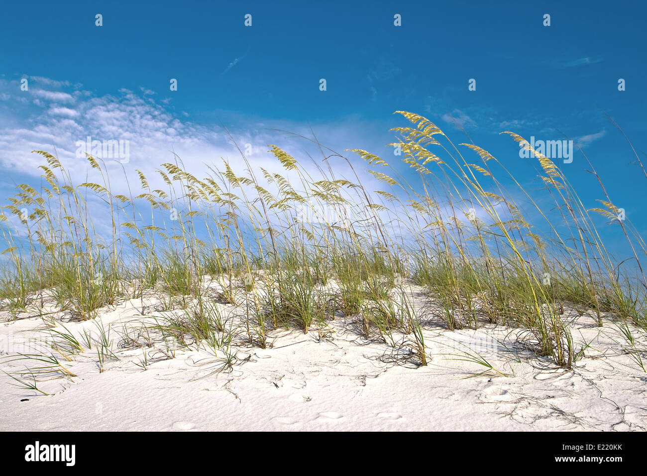 Dune grass near the beach Stock Photo