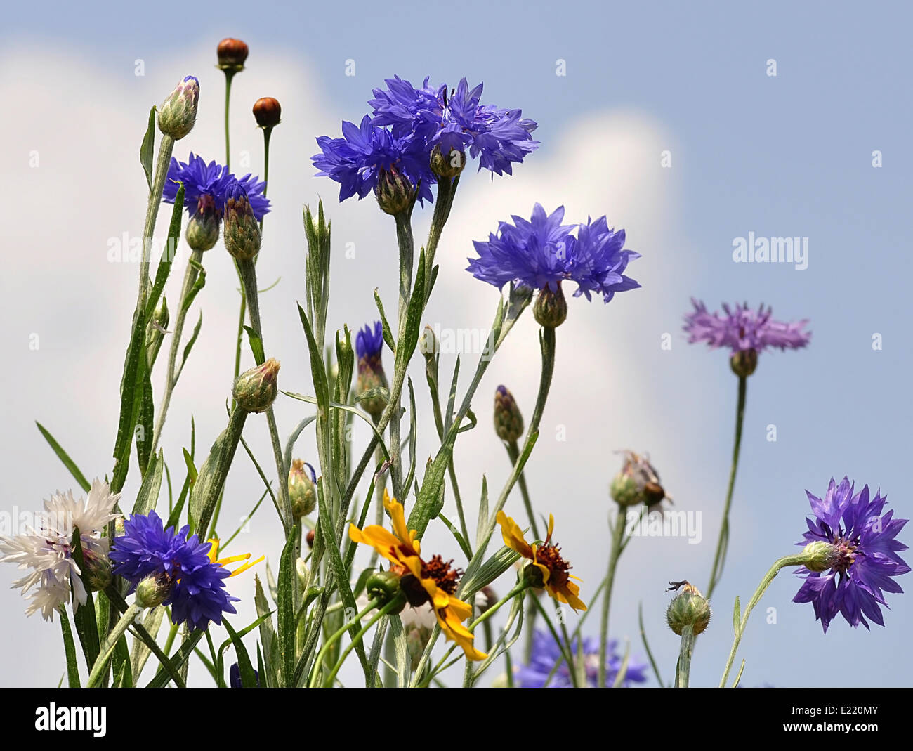 Assorted wild flowers hi-res stock photography and images - Alamy