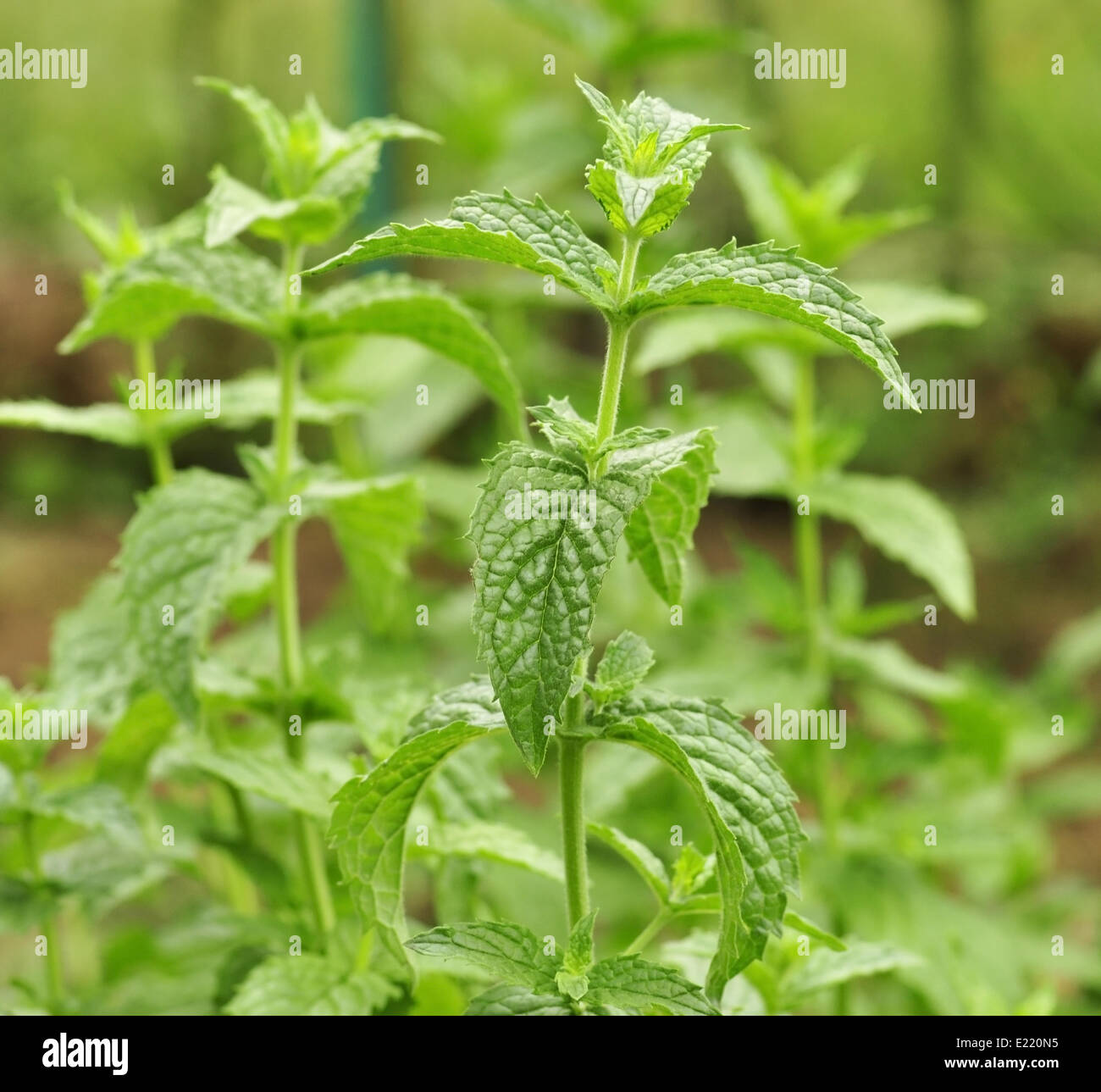 mint in the garden peppermint Stock Photo